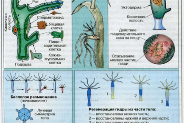 Кракен тор ссылка онлайн