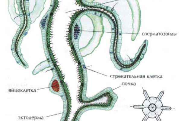 Что за приложение кракен