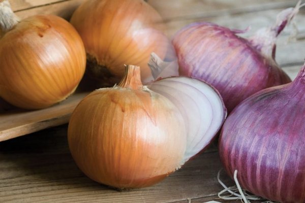 Kraken istand onion