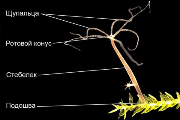Что такое кракен в даркнете