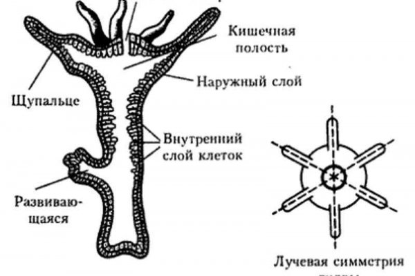 Кракен сайт ссылка онлайн