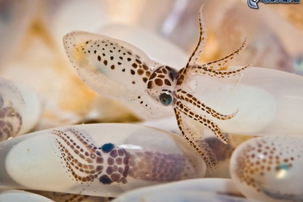 Kraken официальный сайт вход